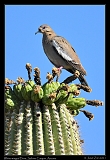  White-winged Dove on Saguaro � Janet Zinn