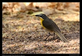  Yellow-breasted Chat � Janet Zinn