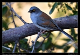  Yellow-eyed Junco � Janet Zinn