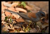  Yellow-eyed Junco � Janet Zinn