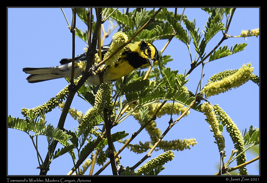 townsends_warbler_JZ8_3260a