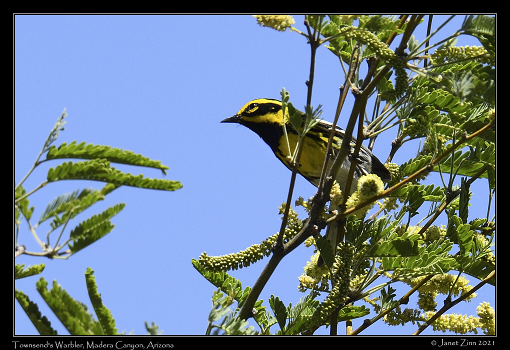 townsends_warbler_JZ8_3272a