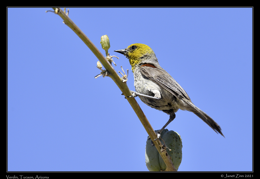 verdin_JZ1_6224a