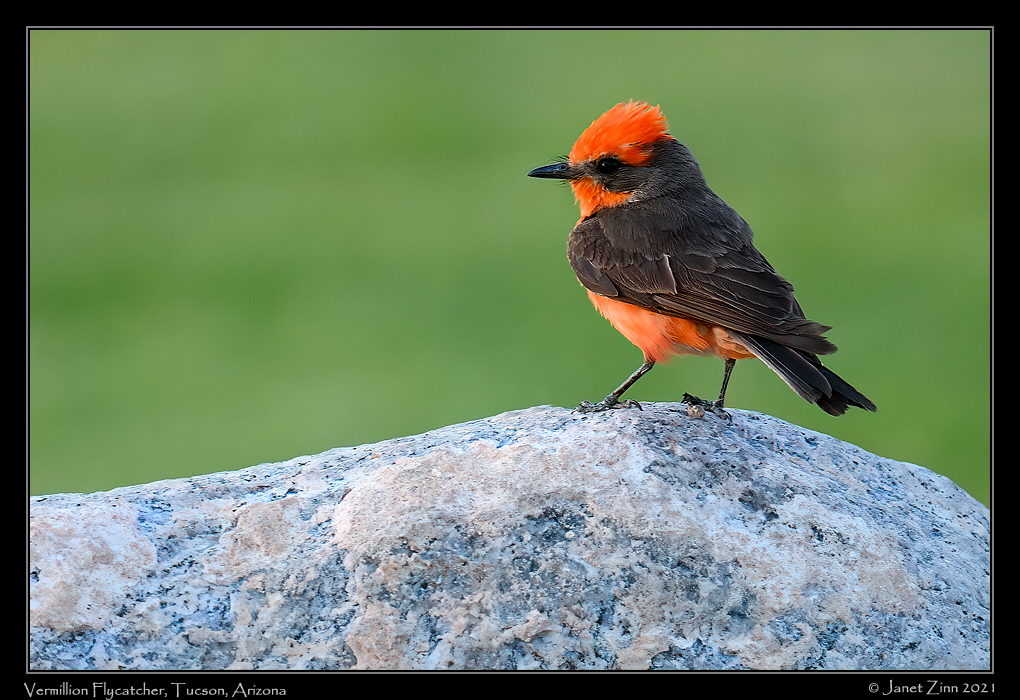 vermillion_flycatcher_JZ8_2677a