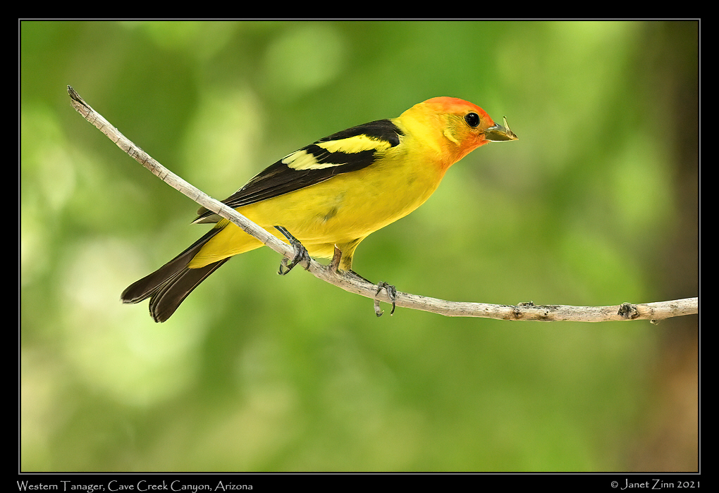 western_tanager_JZ1_7182a