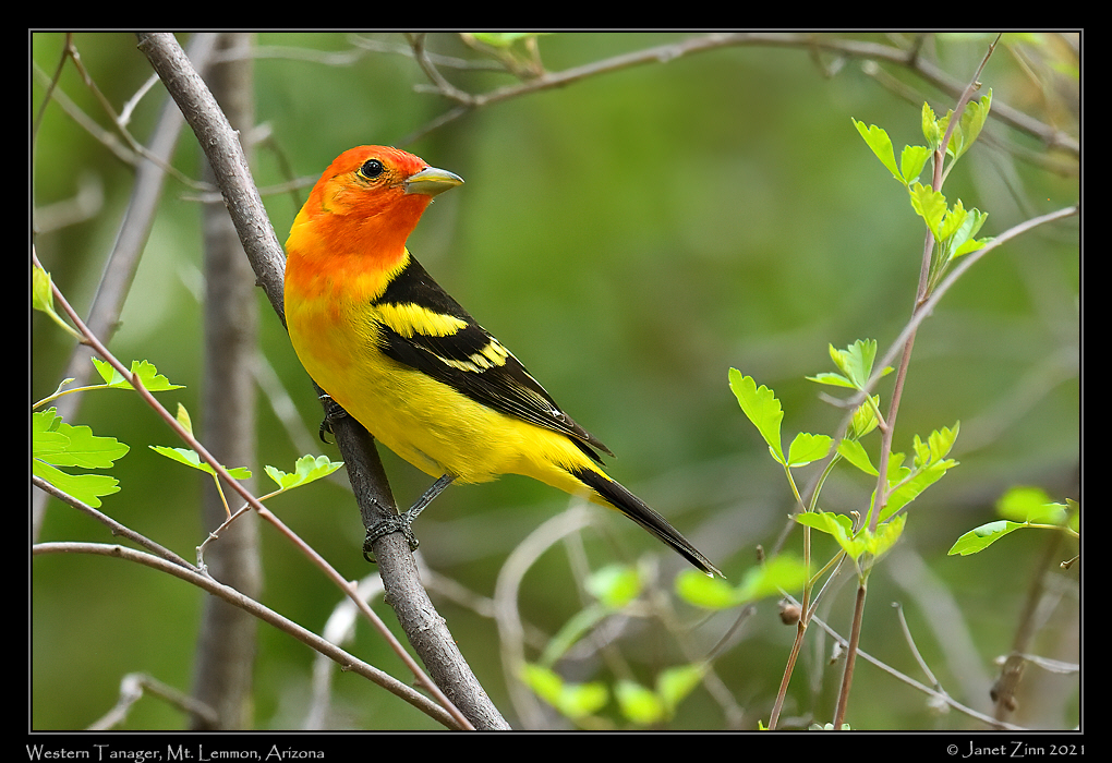 western_tanager_JZ8_2456a
