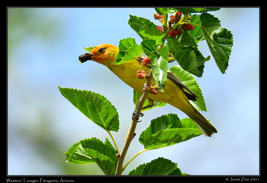 western_tanager_JZ8_3481a
