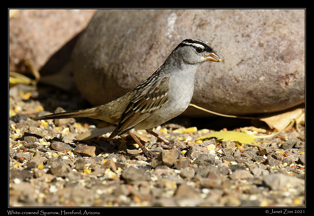 white_crowned_sparrow_JZ8_3586a