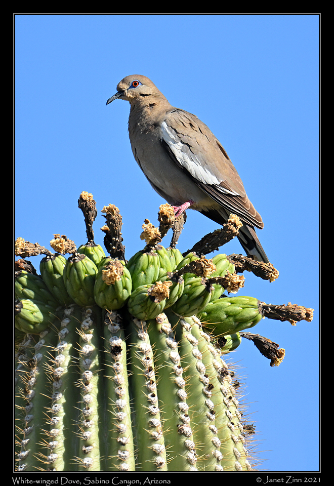 white_winged_dove_JZ1_6099a