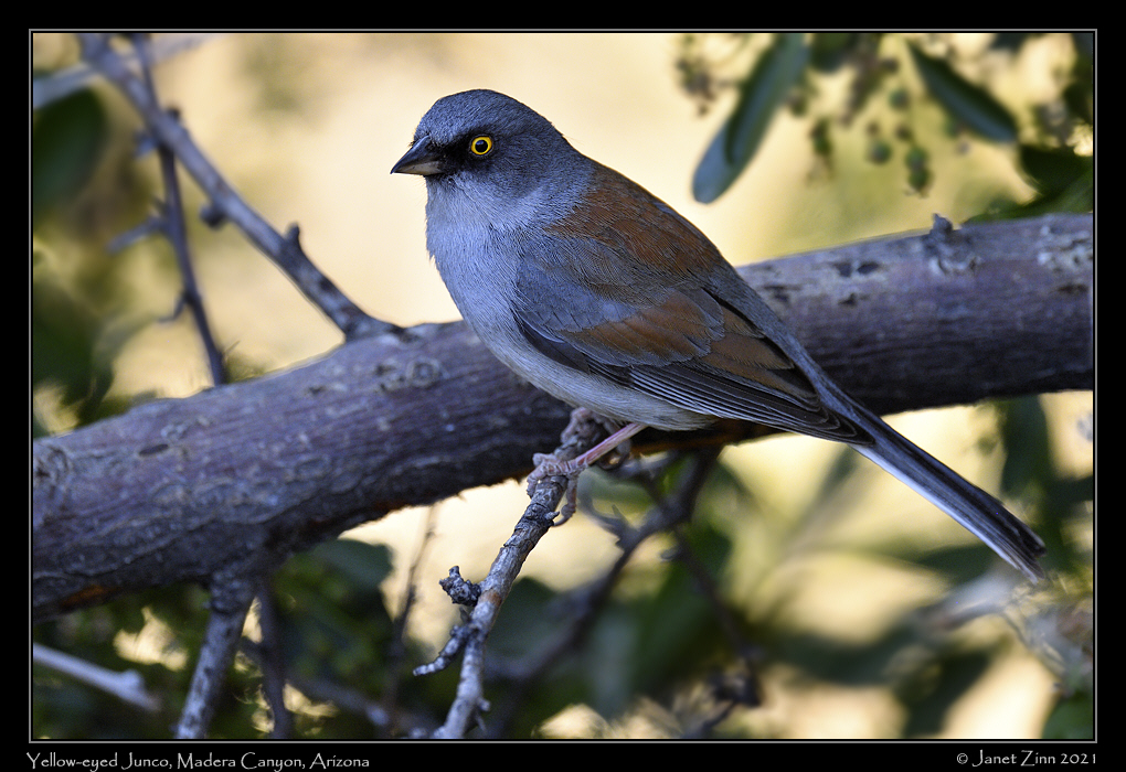 yellow_eyed_junco_JZ1_6535a