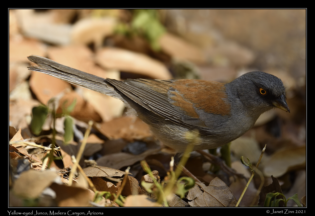 yellow_eyed_junco_JZ8_3159a