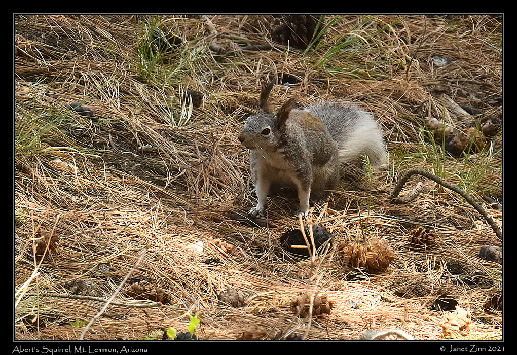 aberts_squirrel
