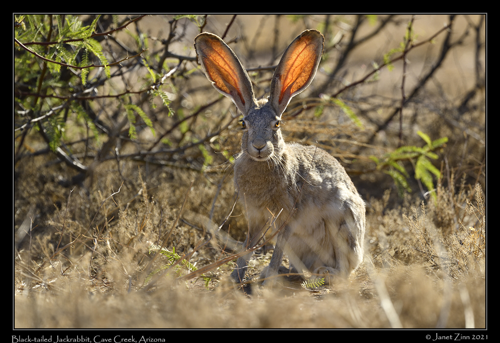 black_tailed_jackrabbit_JZ8_4315a