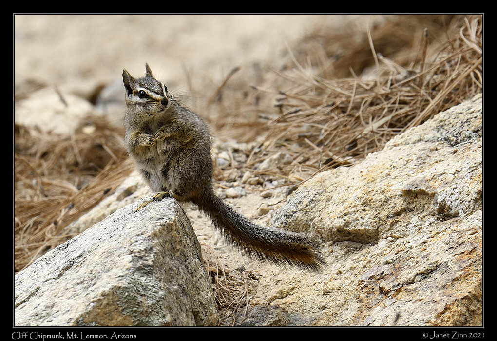 cliff_chipmunk_JZ8_2504a