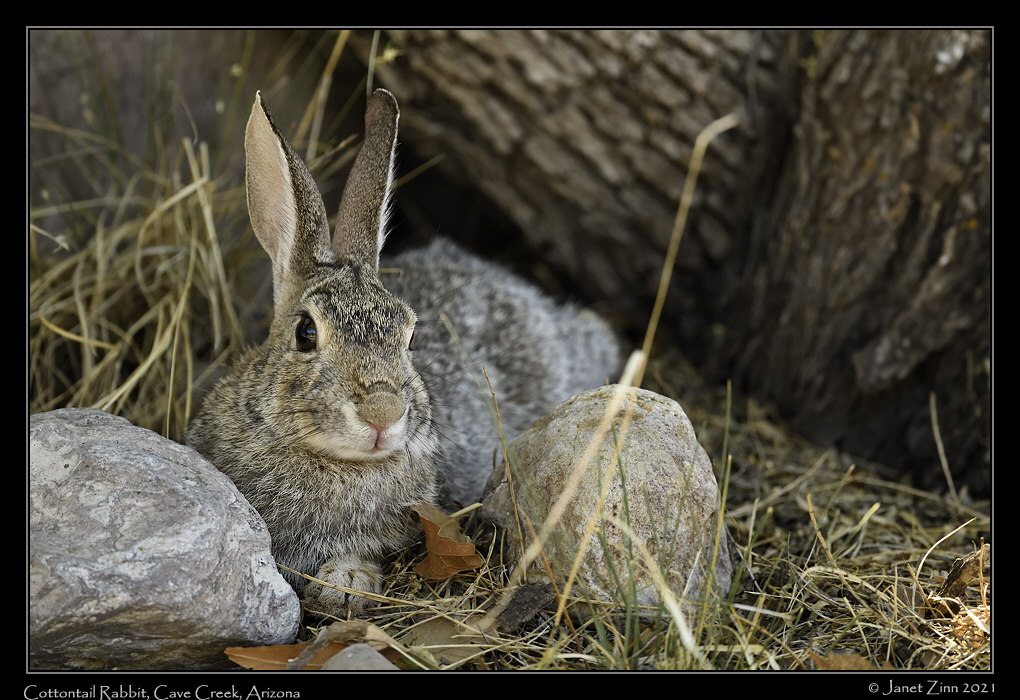 cottontail_JZ8_4233a