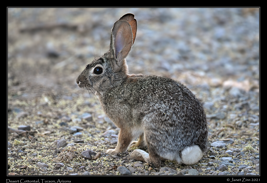 desert_cottontail_JZ1_6268a