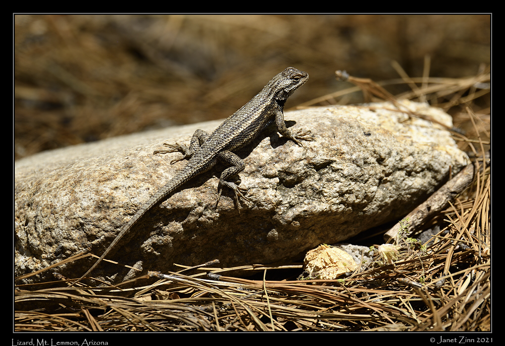 lizard_JZ8_2533a