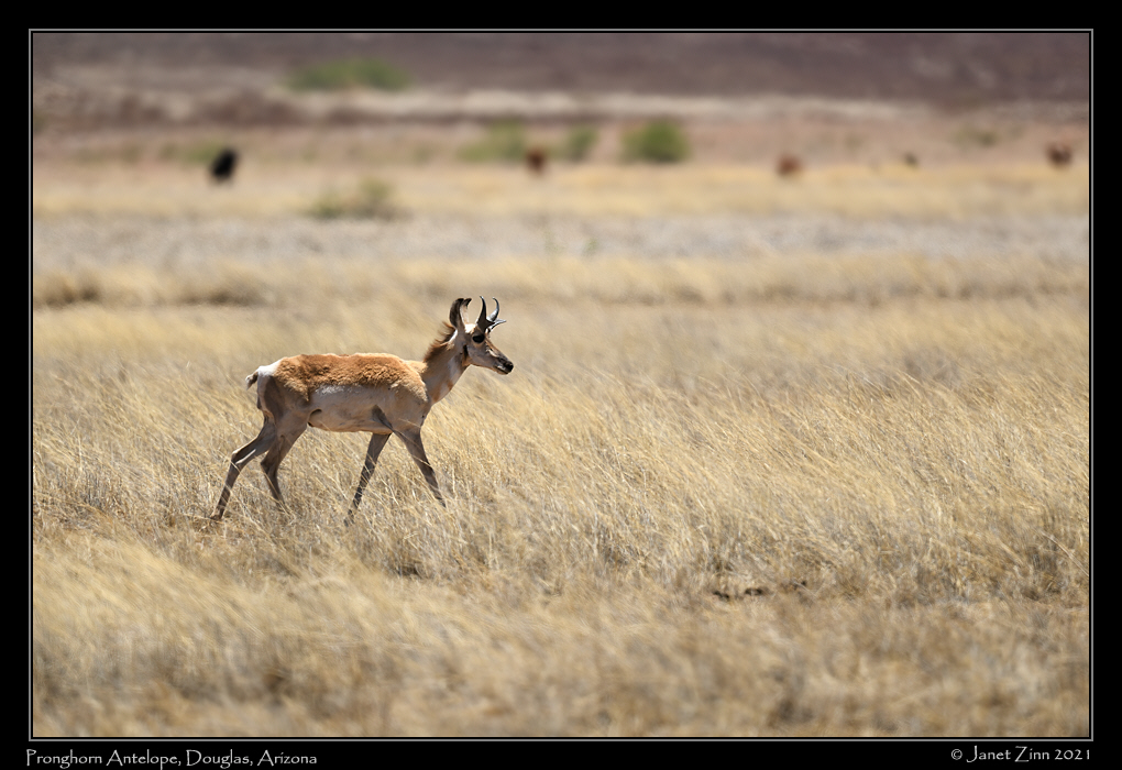 pronghorn_JZ8_4213a