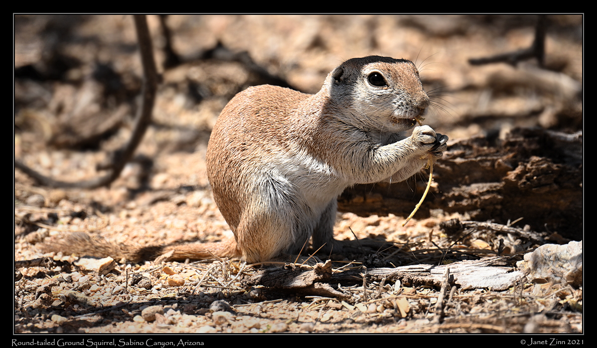 round_tailed_ground-squirrel_JZ1_6139a