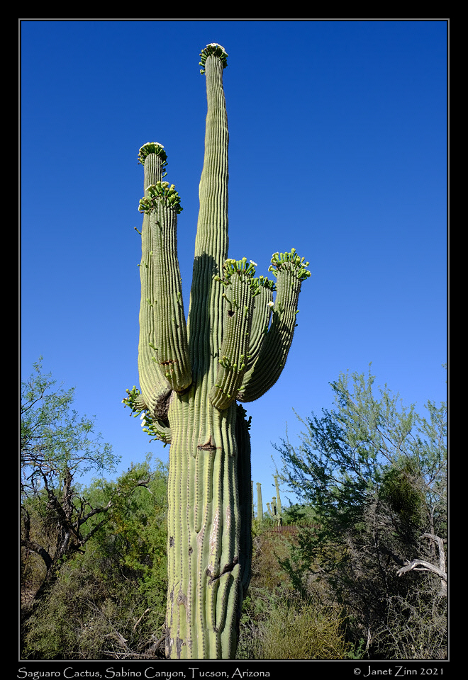 sabino_canyon_FJ302739