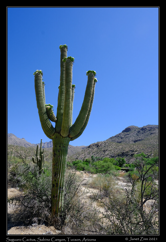 sabino_canyon_FJ302746