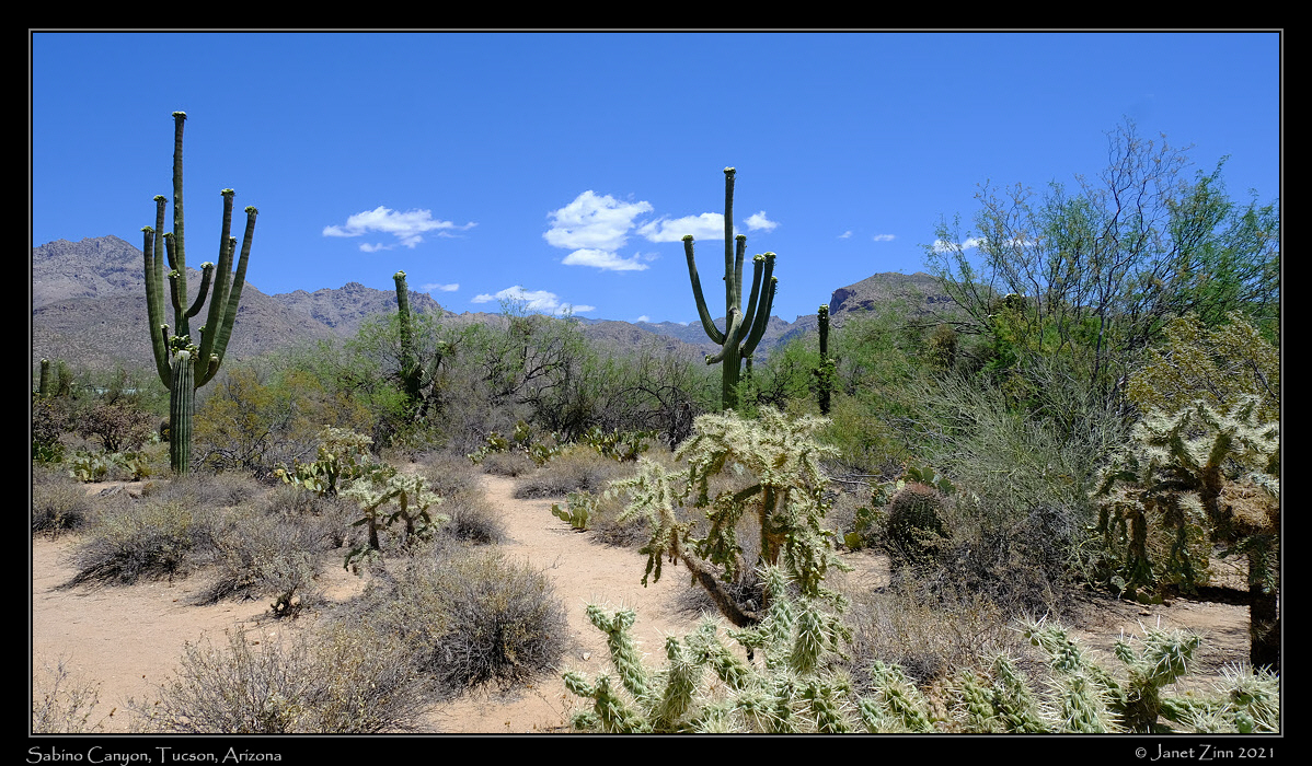 sabino_canyon_FJ302748
