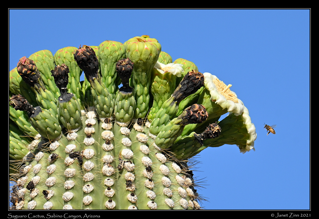 saguaro_JZ1_6007a
