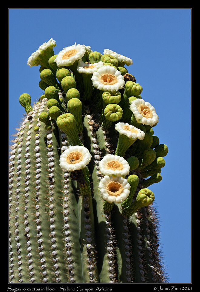 saguaro_bloom_JZ1_6151a