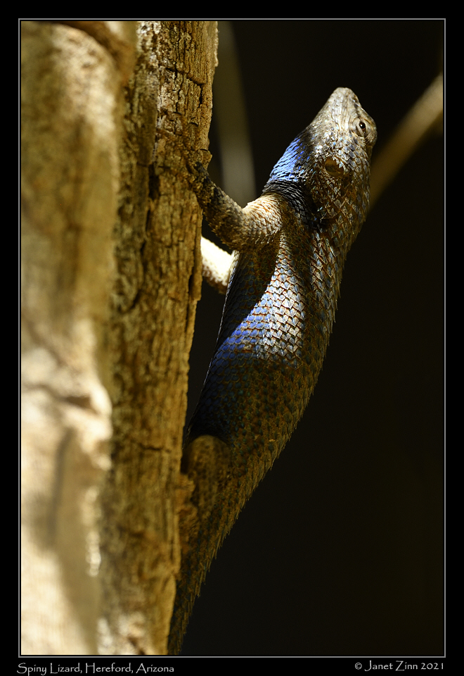spiny_lizard_JZ8_4088a
