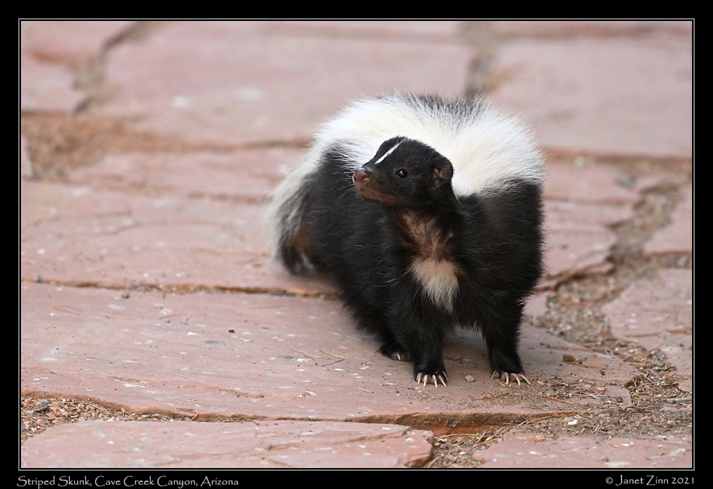 striped_skunk_JZ1_7216a