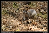  Abert's Squirrel � Janet Zinn