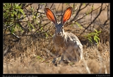  Black-tailed Jackrabbit � Janet Zinn