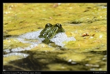  Chiracahua Leopard Frog � Janet Zinn
