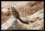  Cliff Chipmunk � Janet Zinn
