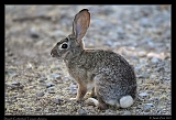  Desert Cottontail � Janet Zinn