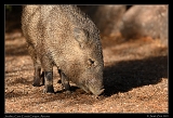  Javalina � Janet Zinn