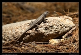  Lizard, Mt. Lemmon, Arizona � Janet Zinn