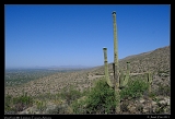  Mt. Lemmon View, Tucson, Arizona � Janet Zinn