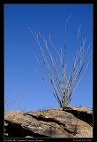  Ocotillo, Mt. Lemmon, Tucson, Arizona � Janet Zinn