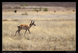  Pronghorn Antelope � Janet Zinn
