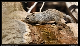  Rock Squirrel � Janet Zinn