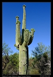  Saguaro � Janet Zinn