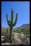  Saguaro, Sabino Canyon, Tucson, Arizona � Janet Zinn