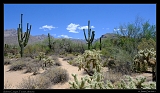  Sabino Canyon, Tucson, Arizona � Janet Zinn