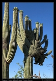  Saguaro, Sabino Canyon, Tucson, Arizona � Janet Zinn