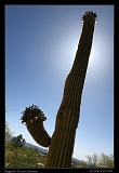  Saguaro � Janet Zinn