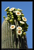  Saguaro in bloom, Sabino Canyon, Tucson, Arizona � Janet Zinn