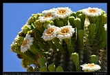  Saguaro in bloom, Sabino Canyon, Tucson, Arizona � Janet Zinn