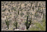  Saguaro National Park, Tucson, Arizona � Janet Zinn