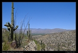  Saguaro National Park, Tucson, Arizona � Janet Zinn
